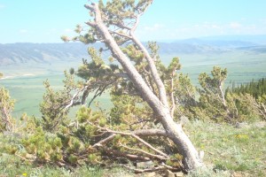 Windswept Tree